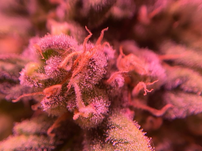 Growreport Bild 27