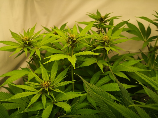 Growreport Bild 14