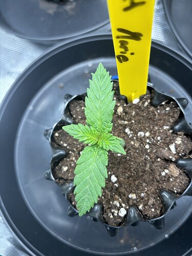 Growreport Bild 45