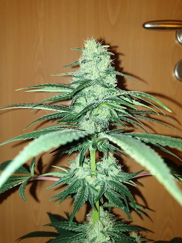 Growreport Bild 3