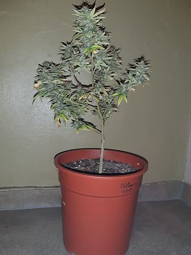 Growreport Bild 1