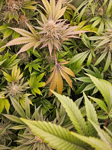 Growreport Bild 20