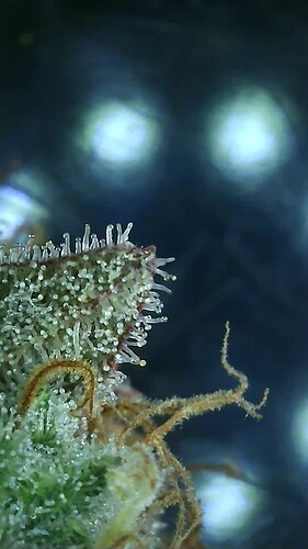 Growreport Bild 39