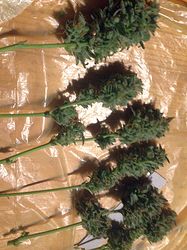 Growreport Bild 4