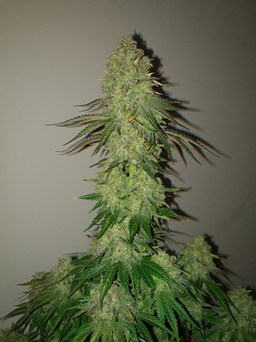 Growreport Bild 42