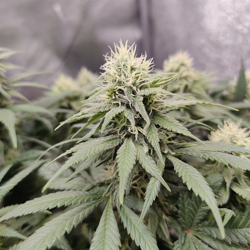 Growreport Bild 7