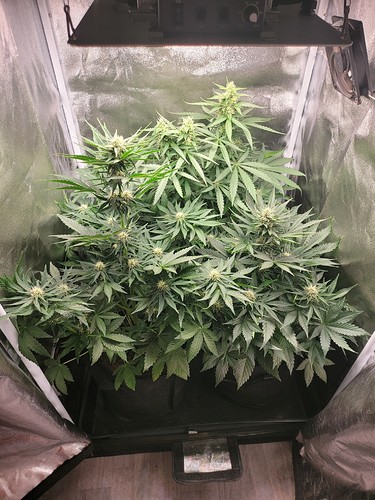Growreport Bild 5