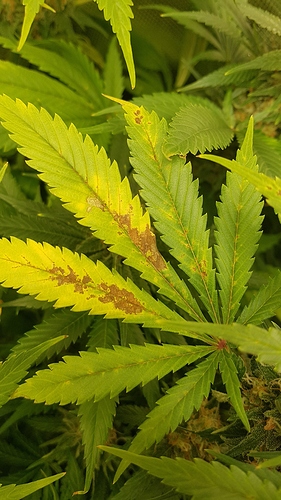 Growreport Bild 7
