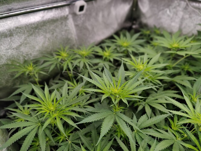Growreport Bild 15