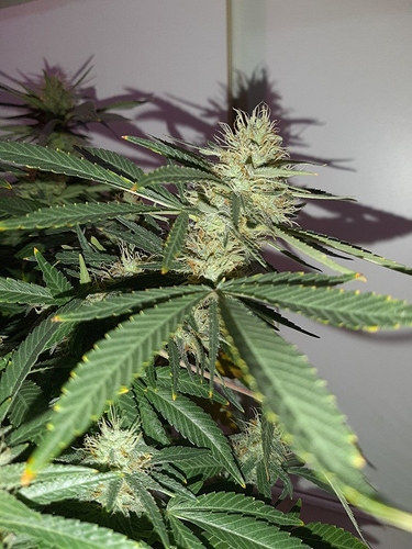 Growreport Bild 6