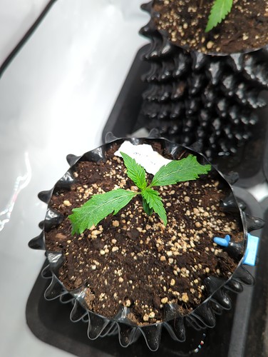 sensiskunk_wt1