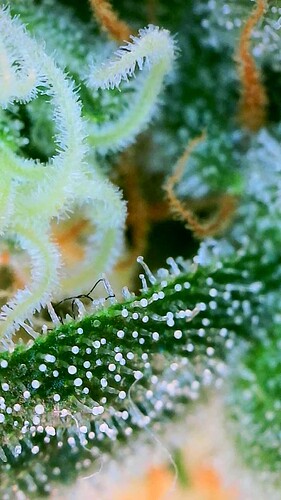 Growreport Bild 7