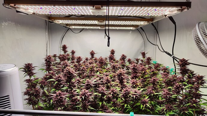 Growreport Bild 1