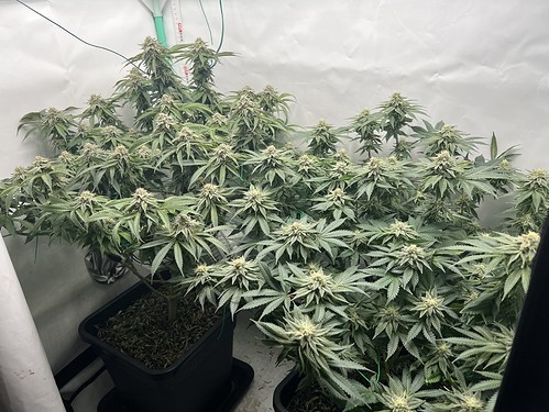 Growreport Bild 10