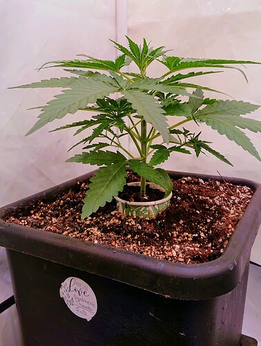 obscura1662029300939