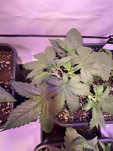 Growreport Bild 9