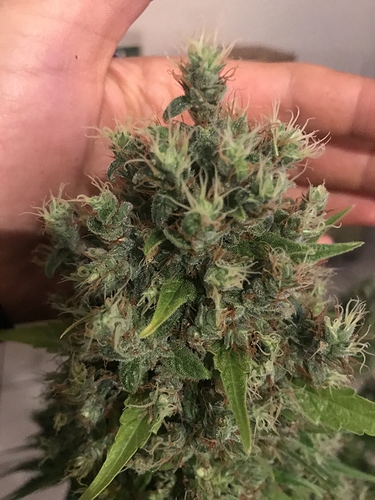 Growreport Bild 29