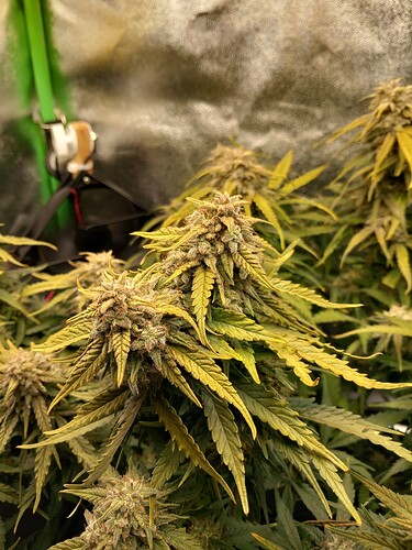 Growreport Bild 1