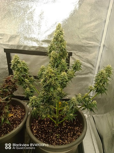 Growreport Bild 2