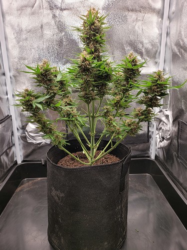 Growreport Bild 4