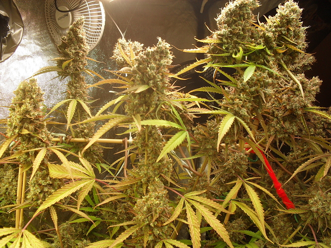 Growreport Bild 6