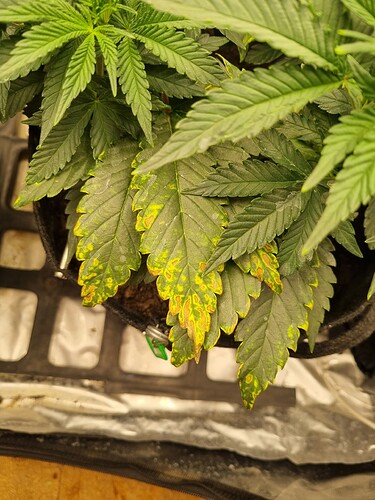 Growreport Bild 55