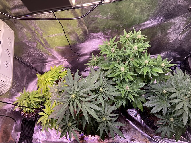 Growreport Bild 28
