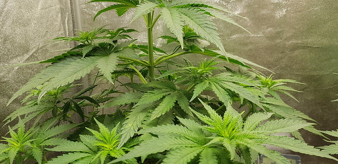 Growreport Bild 1