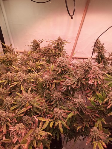 Growreport Bild 2