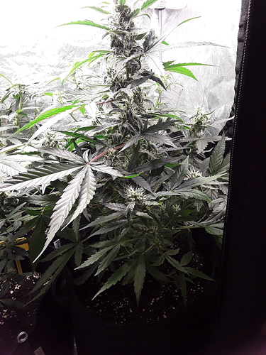 Growreport Bild 3
