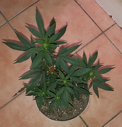 Growreport Bild 11
