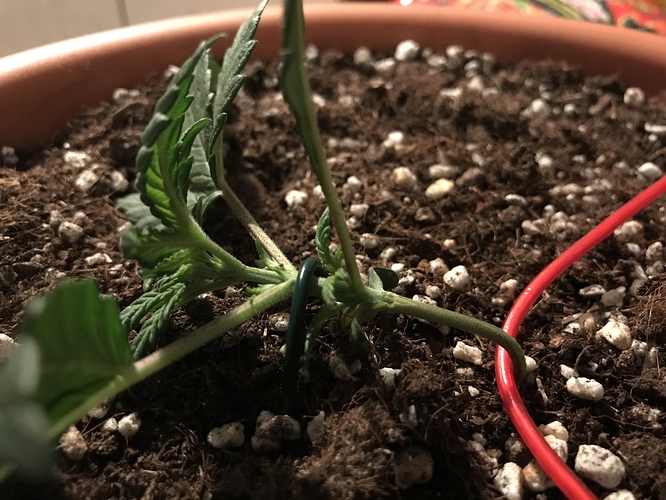 Growreport Bild 4