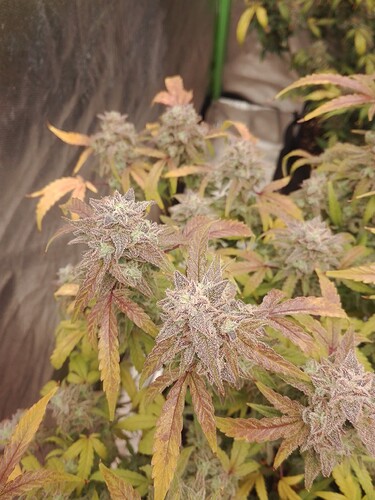 Growreport Bild 5