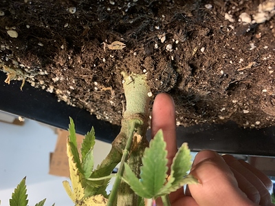 Growreport Bild 16