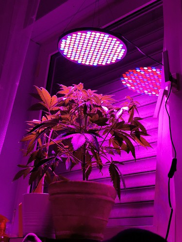 16390716841138611993615577843452