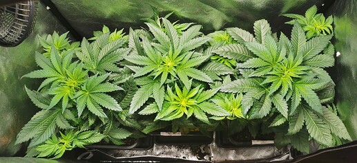 Growreport Bild 19