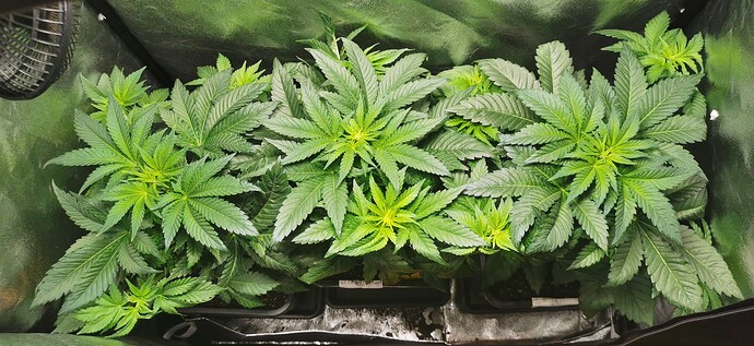 Growreport Bild 51