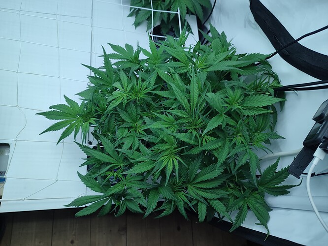Growreport Bild 20