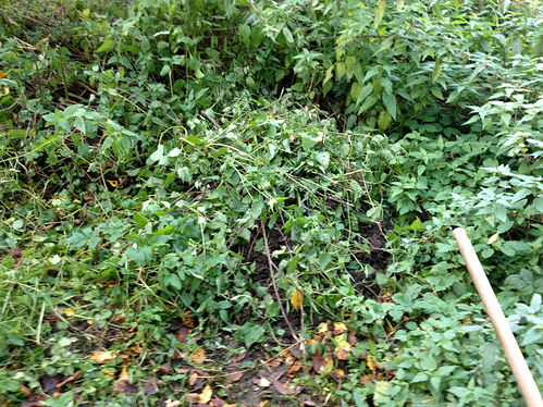 Growreport Bild 13