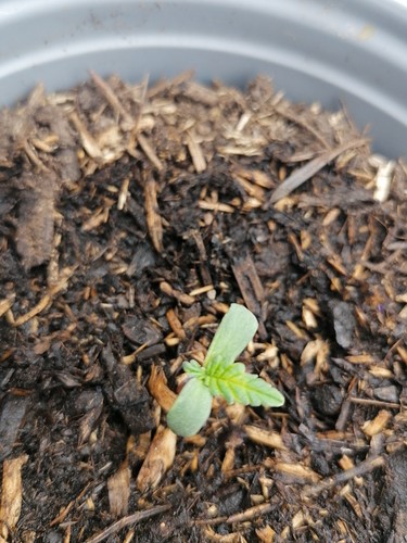 16148676425681950291743951977106