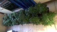 Growreport Bild 6