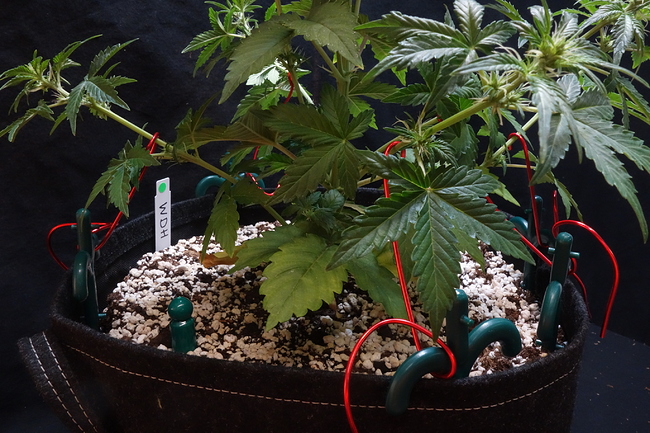 Growreport Bild 45