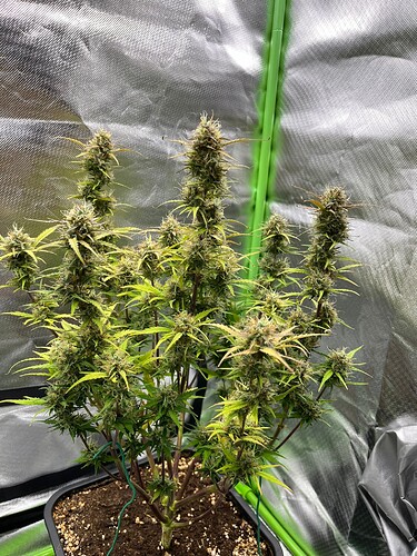 Growreport Bild 15