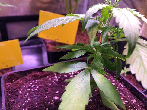 Growreport Bild 44