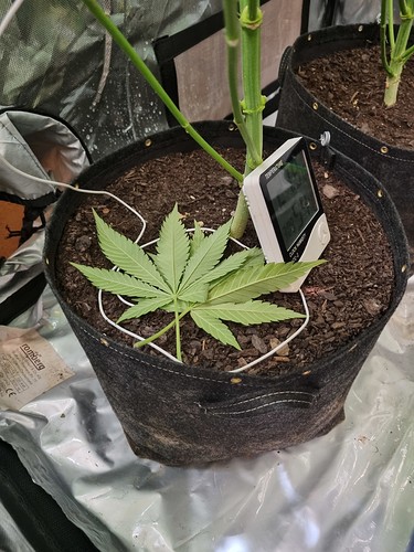 Growreport Bild 6