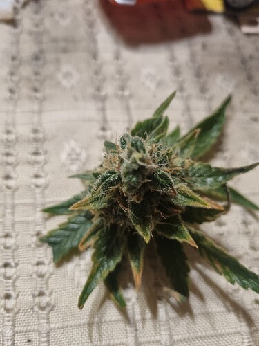 Growreport Bild 2