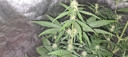 Growreport Bild 4