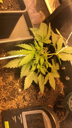 Growreport Bild 6