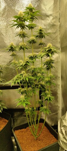 Growreport Bild 5