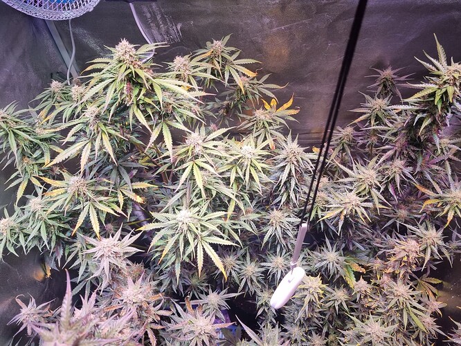 Growreport Bild 61